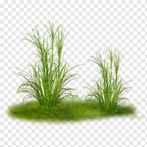 Grass Tree, grass, grass, lawn, flower png PNG tags PNG image
