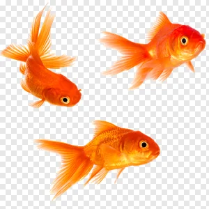 Goldfish graphy, goldfish, orange, tail, bony Fish png PNG tags PNG image