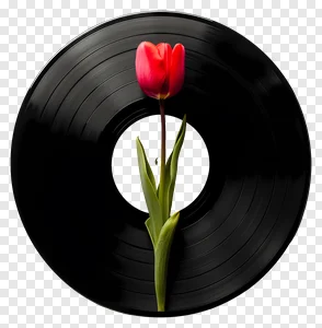 Elegant Red Tulip on Vintage Vinyl Record PNG – Free Download for Creative Projects PNG image