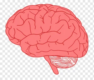Human Brain Illustration PNG - Free Download preview