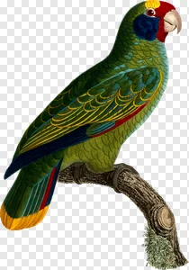 Vintage Illustration of a Colorful Amazon Parrot on Branch PNG PNG image