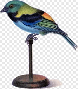Vintage Illustration of a Colorful Tropical Tanager Bird PNG with Transparent Background PNG image
